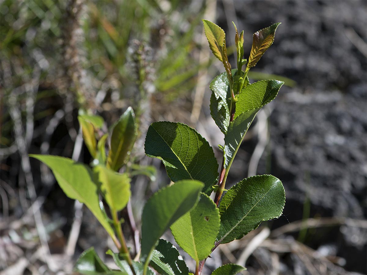 Salix glabra